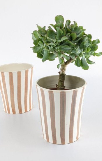 Mellan Blomkruka Randig Beige Mellan Blomkruka Randig Beige